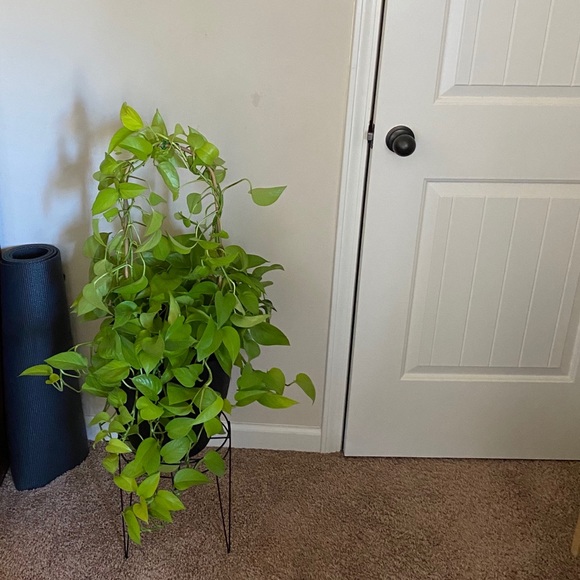 Multiple Neon Pothos Cuttings 🌿 - Picture 2 of 3